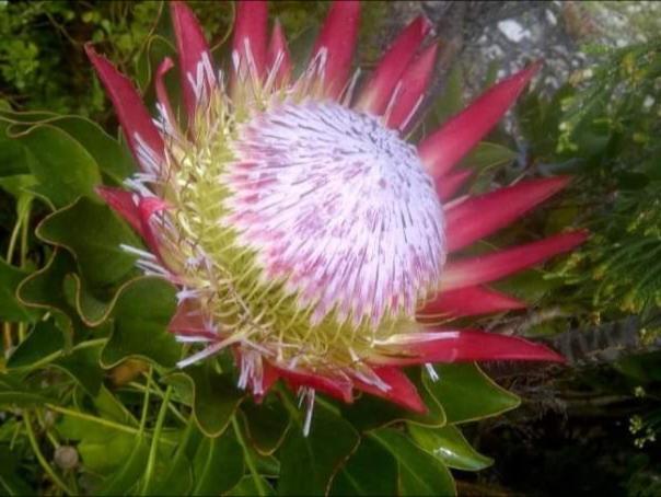 Avondsrus Guesthouse Bettyʼs Bay Exterior foto